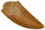 Serrated, Raptor Tooth - Real Dinosaur Tooth #260987-1